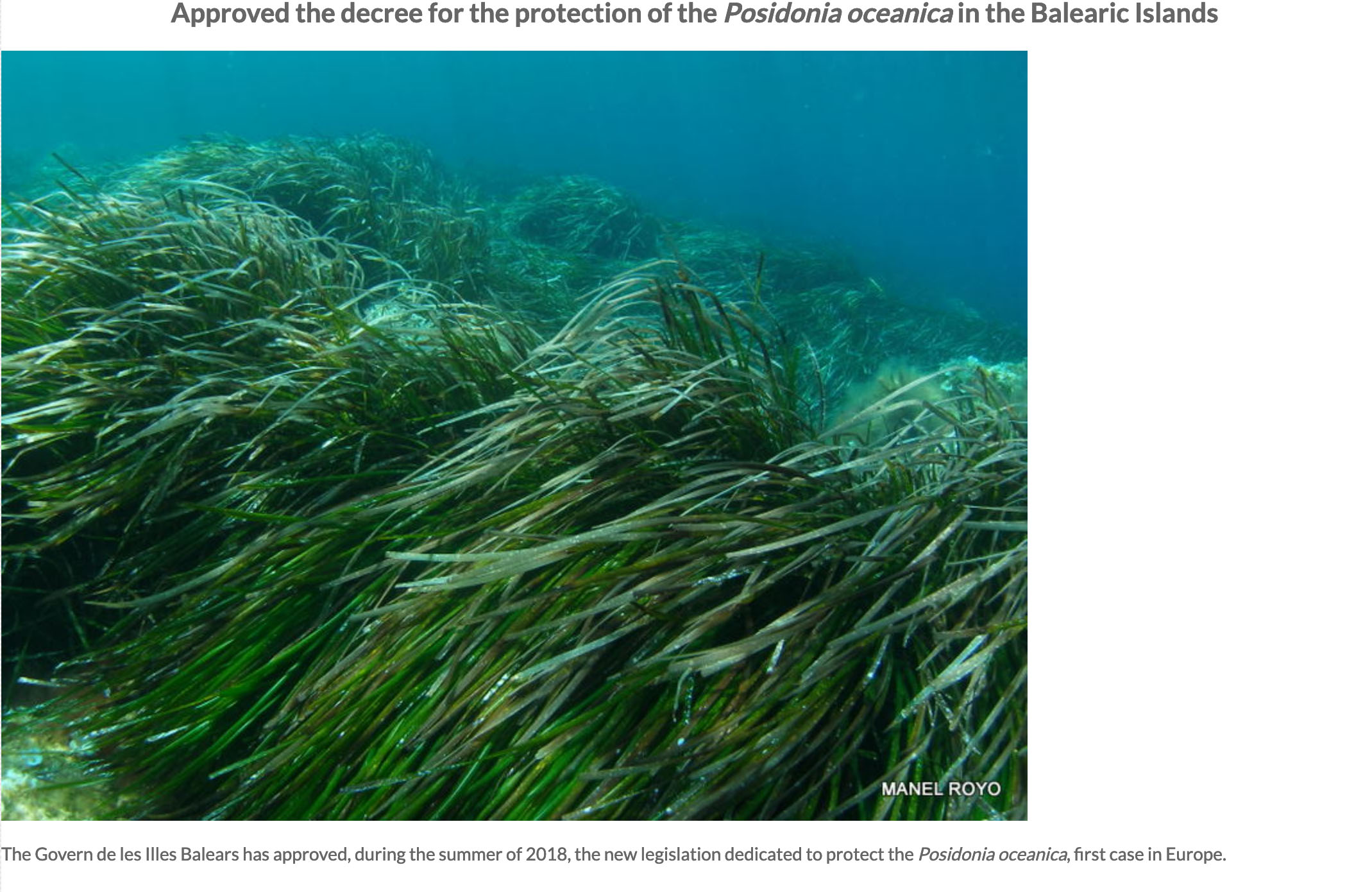 Decree Posidonia oceanica